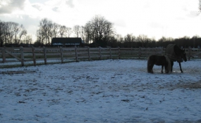 Afrastering paarden wei (5)
