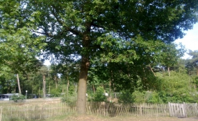 Robinia Schapenhekwerk rondom natuurvijver