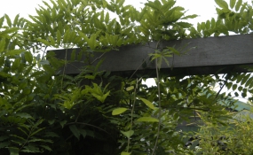 Tuin Tilburg (10)
