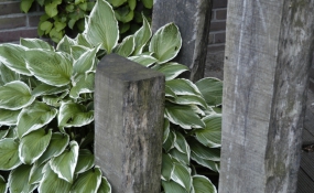 Tuin Tilburg (12)