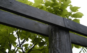 Tuin Tilburg (3)