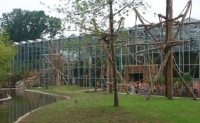 Zware Robinia klimpalen voor de Apen in de ZOO (1)