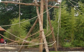 Zware Robinia klimpalen voor de Apen in de ZOO (3)