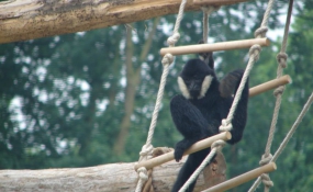 Zware Robinia klimpalen voor de Apen in de ZOO (4)